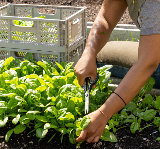 Woman harvests spinach with scissors in community garden