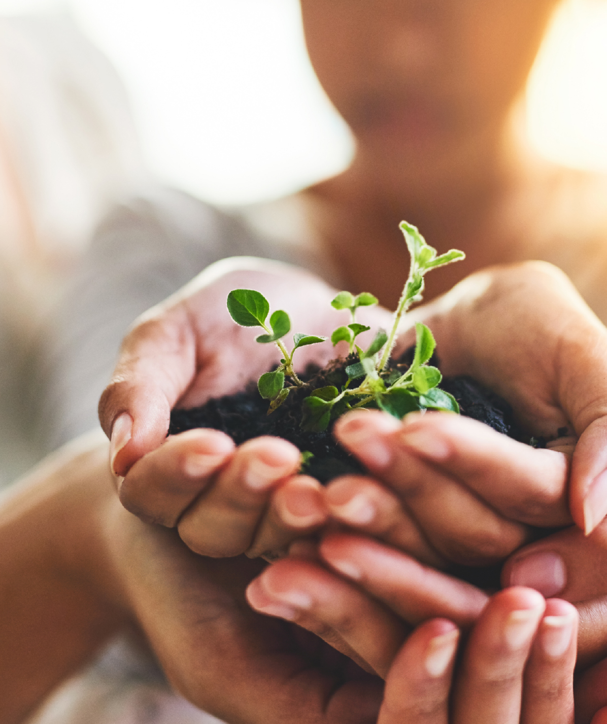 Many hands cups soil and plant sprout